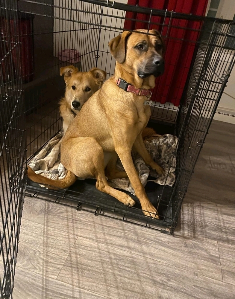 Whiskey, an adoptable German Shepherd Dog in Fredonia, WI, 53021 | Photo Image 1