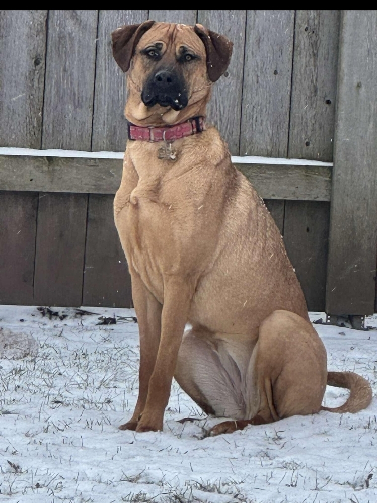 Whiskey, an adoptable German Shepherd Dog in Fredonia, WI, 53021 | Photo Image 2