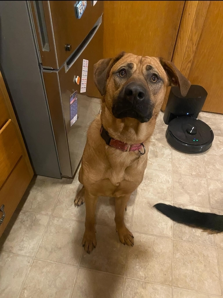 Whiskey, an adoptable German Shepherd Dog in Fredonia, WI, 53021 | Photo Image 3