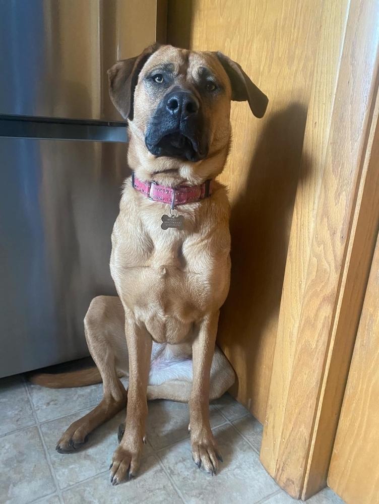 Whiskey, an adoptable German Shepherd Dog in Fredonia, WI, 53021 | Photo Image 4