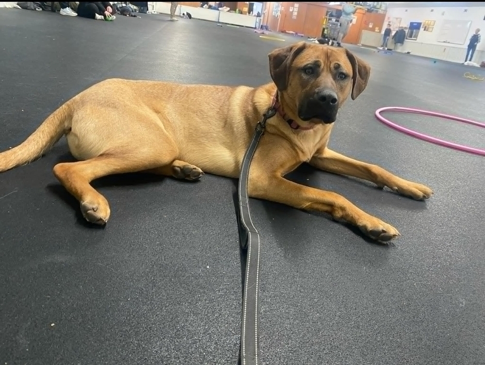 Whiskey, an adoptable German Shepherd Dog in Fredonia, WI, 53021 | Photo Image 5