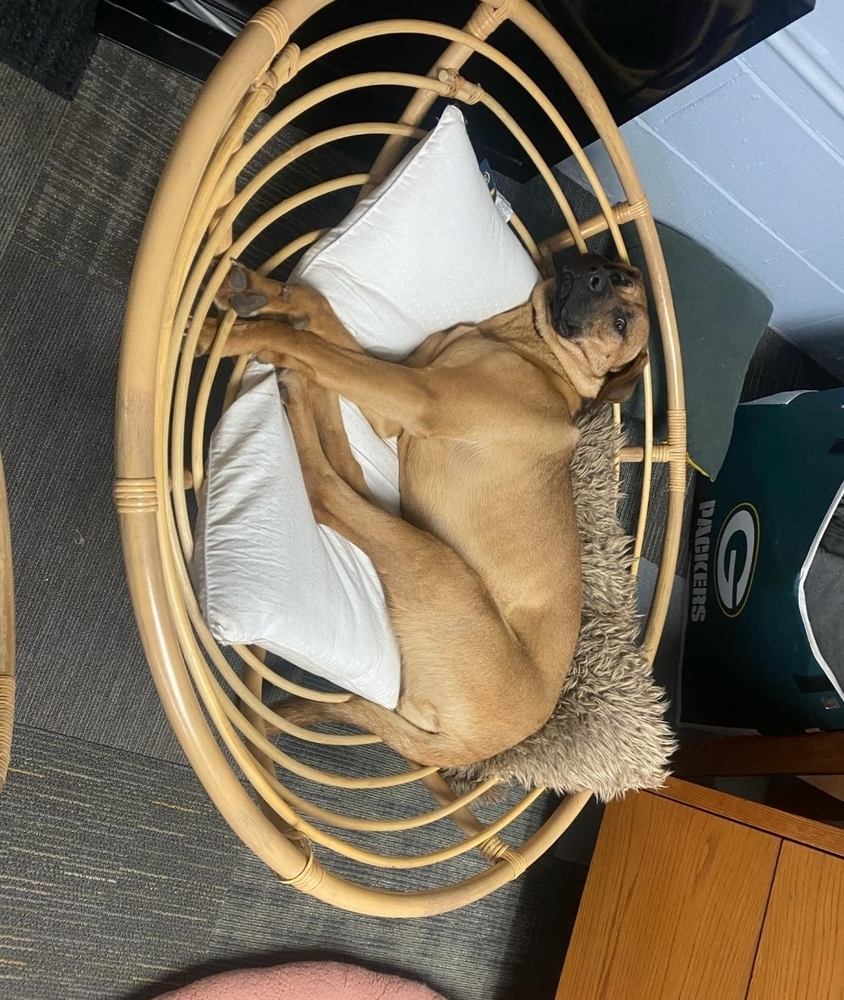 Whiskey, an adoptable German Shepherd Dog in Fredonia, WI, 53021 | Photo Image 6