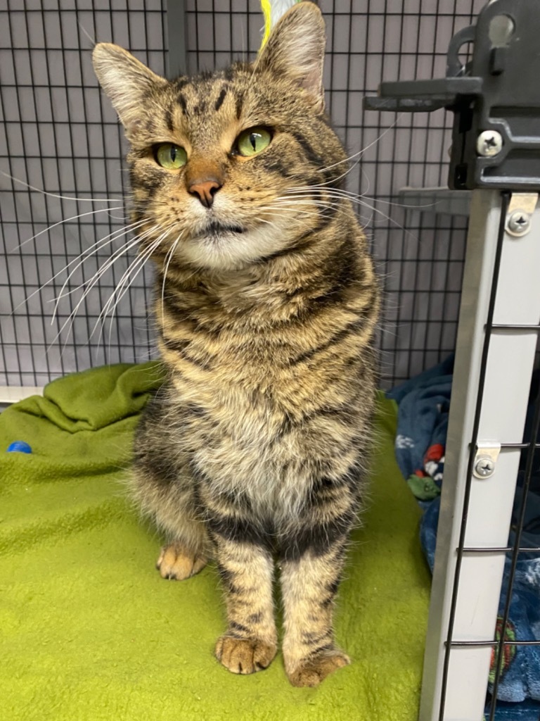 Pepsi, an adoptable Domestic Short Hair in Grants Pass, OR, 97526 | Photo Image 1