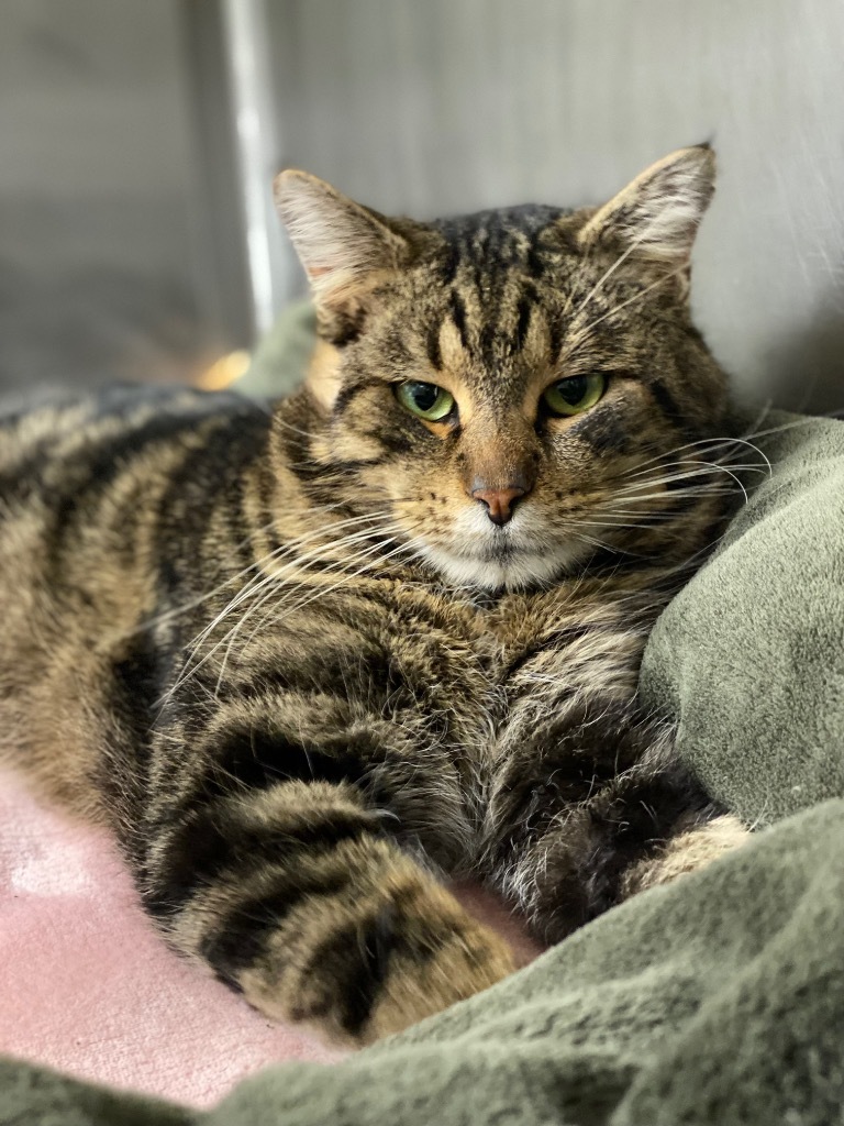 Pepsi, an adoptable Domestic Short Hair in Grants Pass, OR, 97526 | Photo Image 2