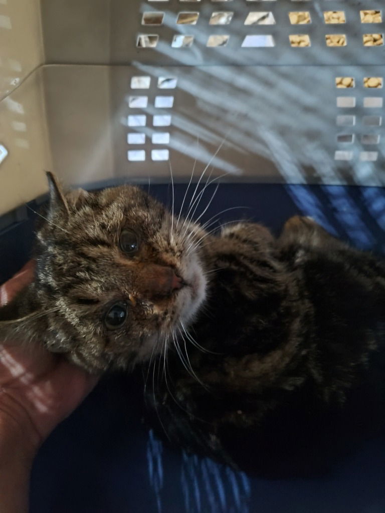 Jones cat 2 (chubbs)