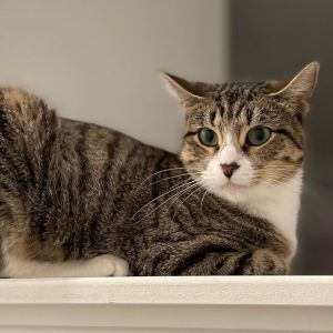 Mother, Adult Female Domestic Short Hair