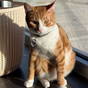 Luffy, Adult Male Domestic Short Hair