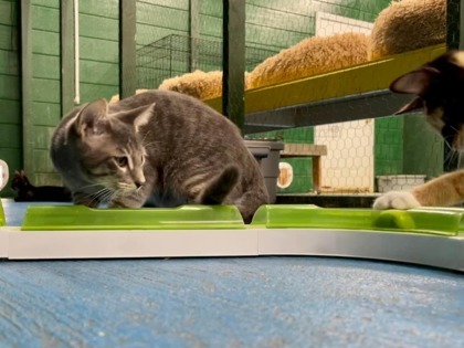 Wally(Foster Needed)