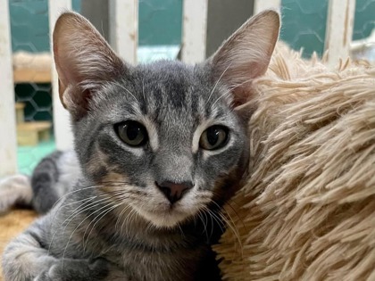 Wally(Foster Needed)