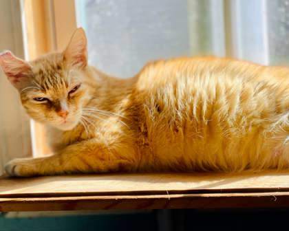 Marmalade(Foster Needed)