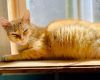 Marmalade(Foster Needed) photo 2