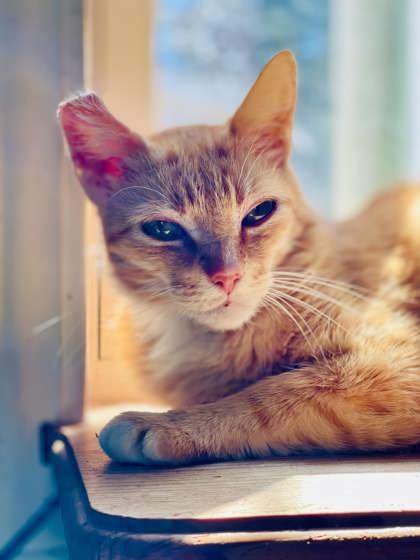 Marmalade(Foster Needed)