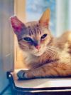 Marmalade(Foster Needed) photo 3
