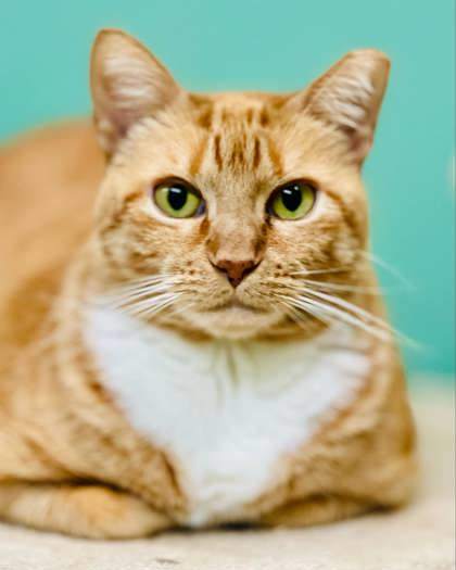 Chessie(Foster Needed)