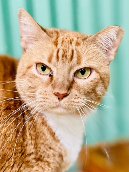 Chessie(Foster Needed)