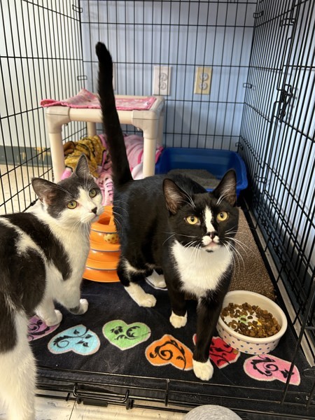 Ragu & Tuna