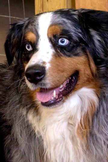 Ollie, an adoptable Australian Shepherd in Webster, WI, 54893 | Photo Image 1