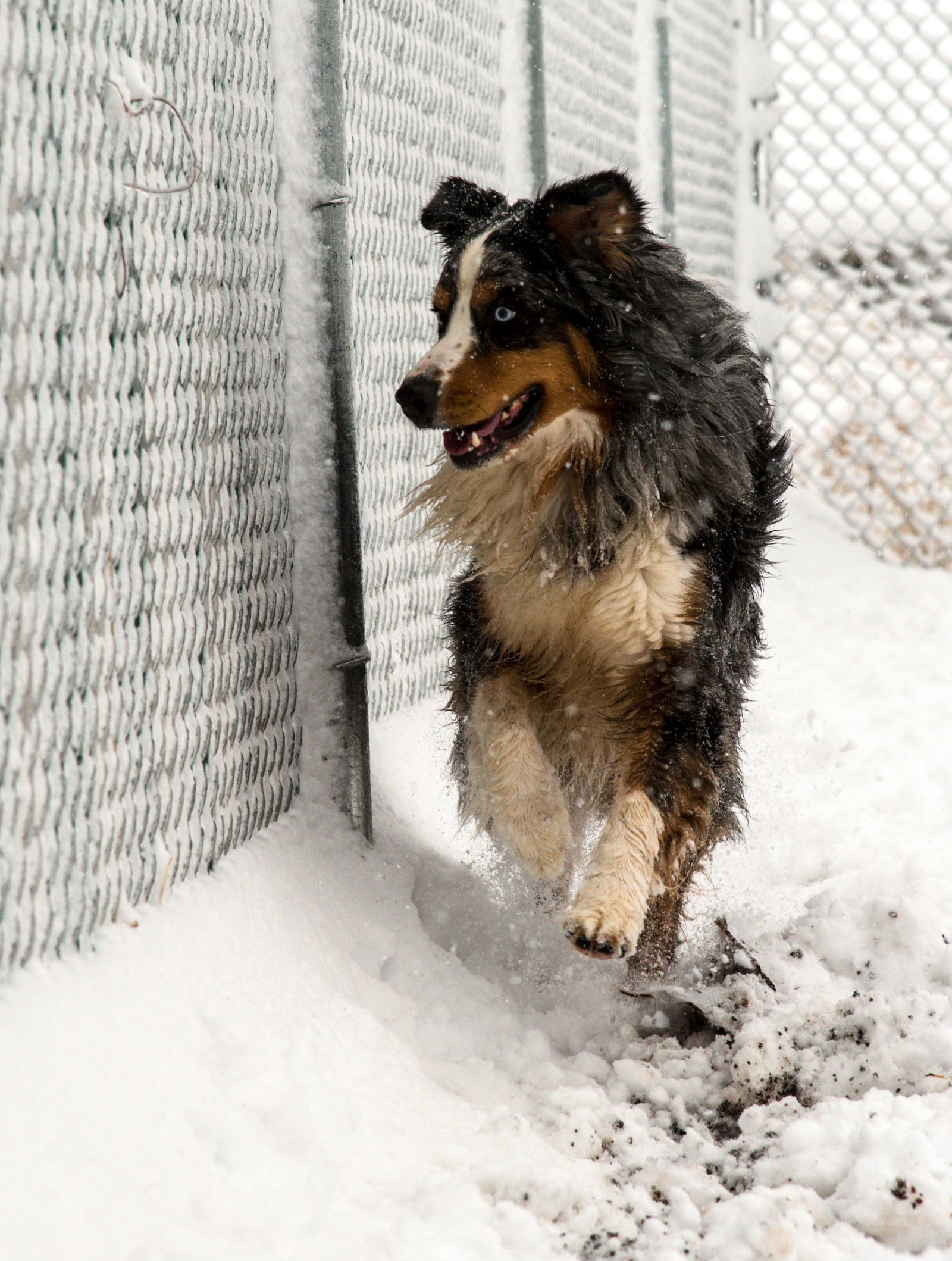 Ollie, an adoptable Australian Shepherd in Webster, WI, 54893 | Photo Image 2