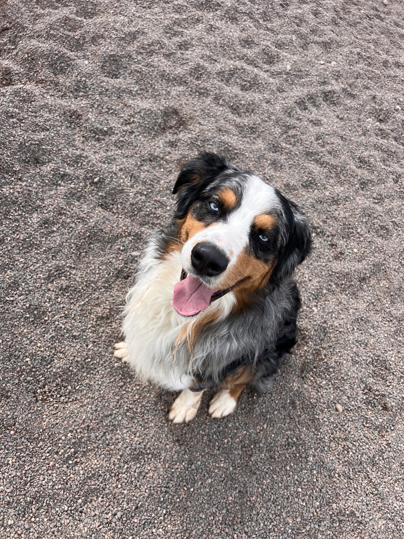 Ollie, an adoptable Australian Shepherd in Webster, WI, 54893 | Photo Image 3