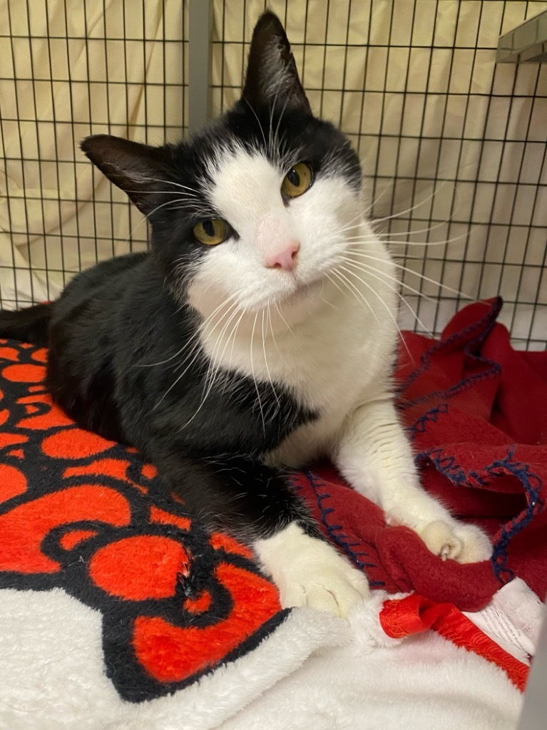 Inky, an adoptable Domestic Short Hair in Grants Pass, OR, 97526 | Photo Image 1