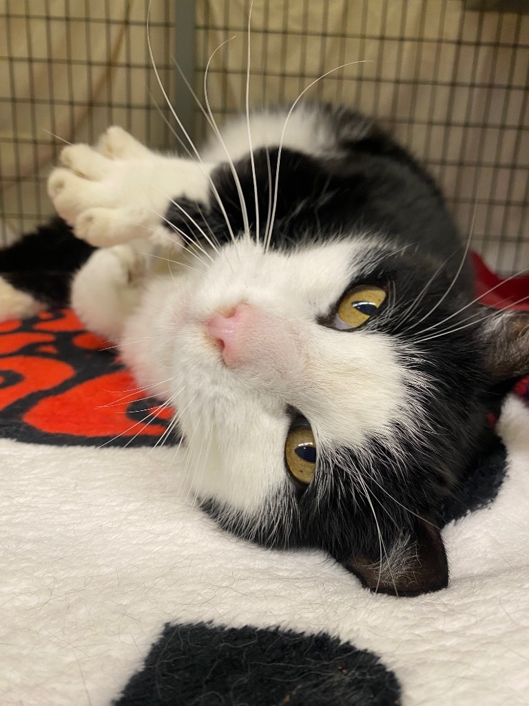 Inky, an adoptable Domestic Short Hair in Grants Pass, OR, 97526 | Photo Image 2