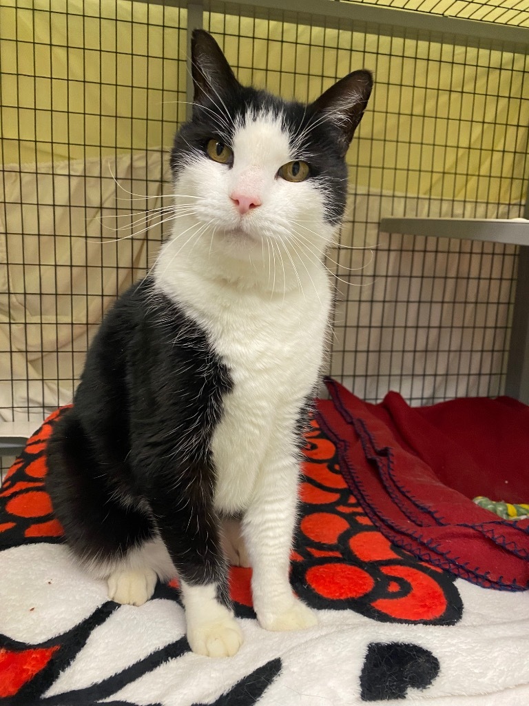 Inky, an adoptable Domestic Short Hair in Grants Pass, OR, 97526 | Photo Image 3