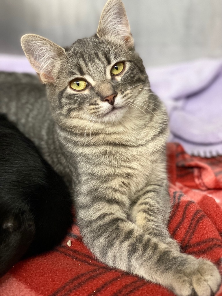 George, an adoptable Domestic Short Hair in Grants Pass, OR, 97526 | Photo Image 1