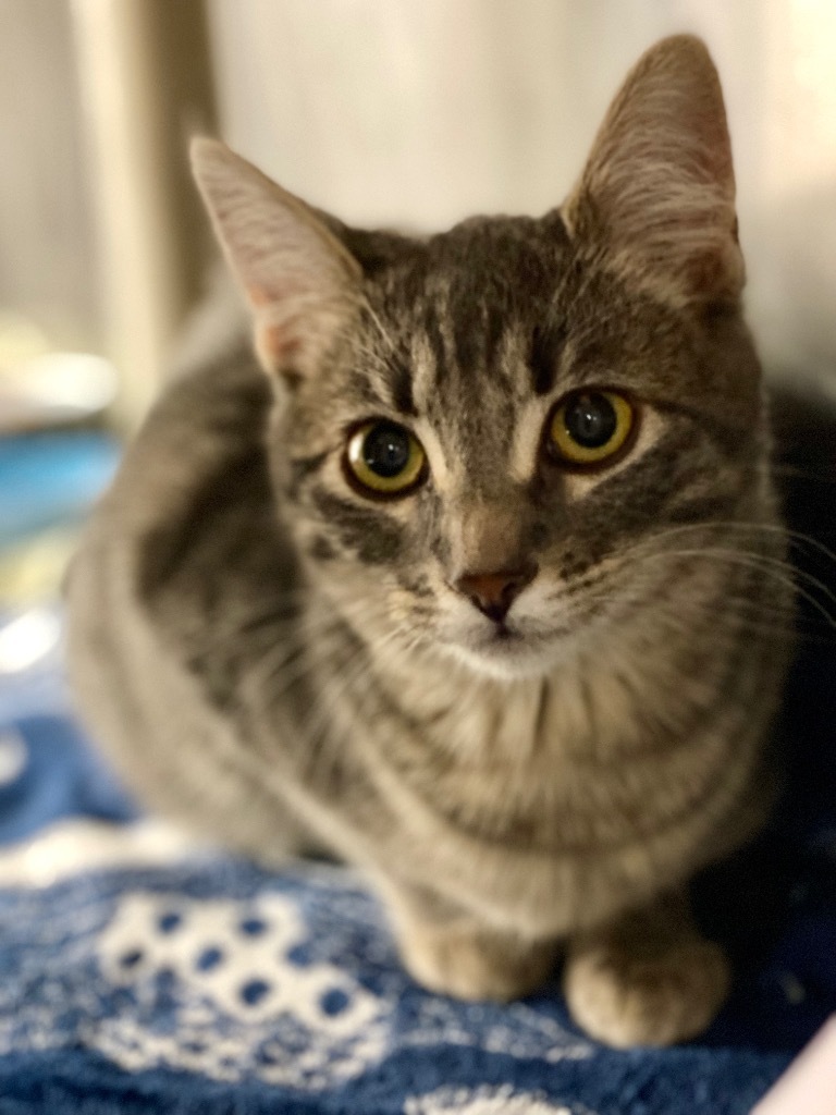 George, an adoptable Domestic Short Hair in Grants Pass, OR, 97526 | Photo Image 3