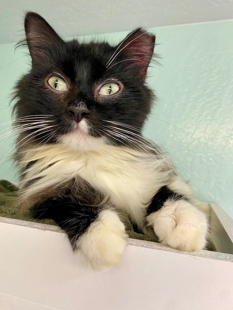 King, an adoptable Domestic Long Hair in Grants Pass, OR, 97526 | Photo Image 1