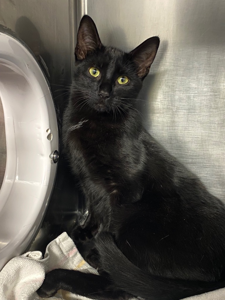 Coal, an adoptable Domestic Short Hair in Grants Pass, OR, 97526 | Photo Image 1