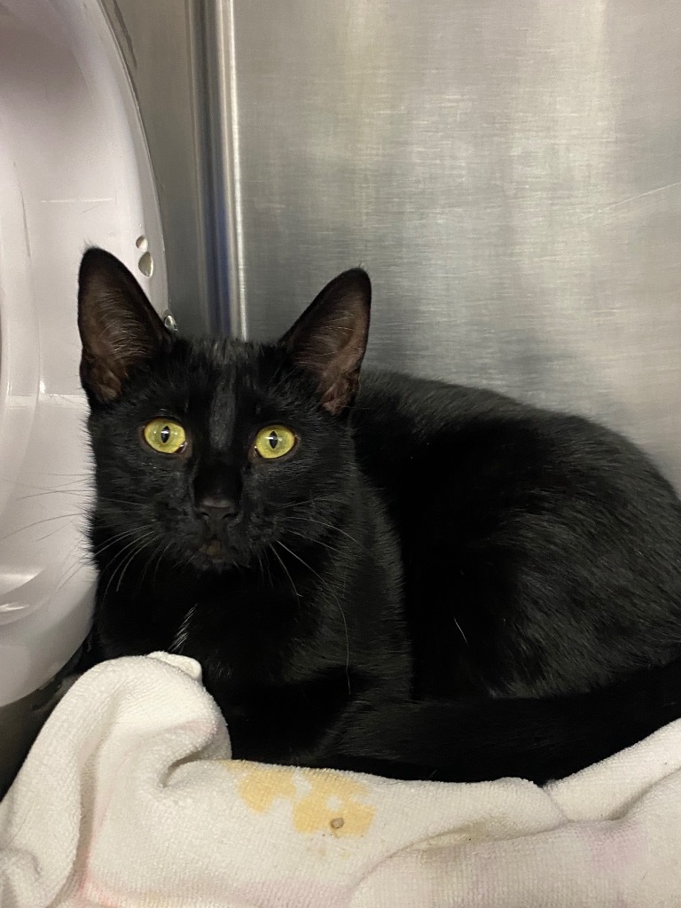 Coal, an adoptable Domestic Short Hair in Grants Pass, OR, 97526 | Photo Image 2