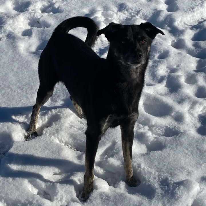 Janeway, an adoptable Mixed Breed in Buffalo, WY, 82834 | Photo Image 1