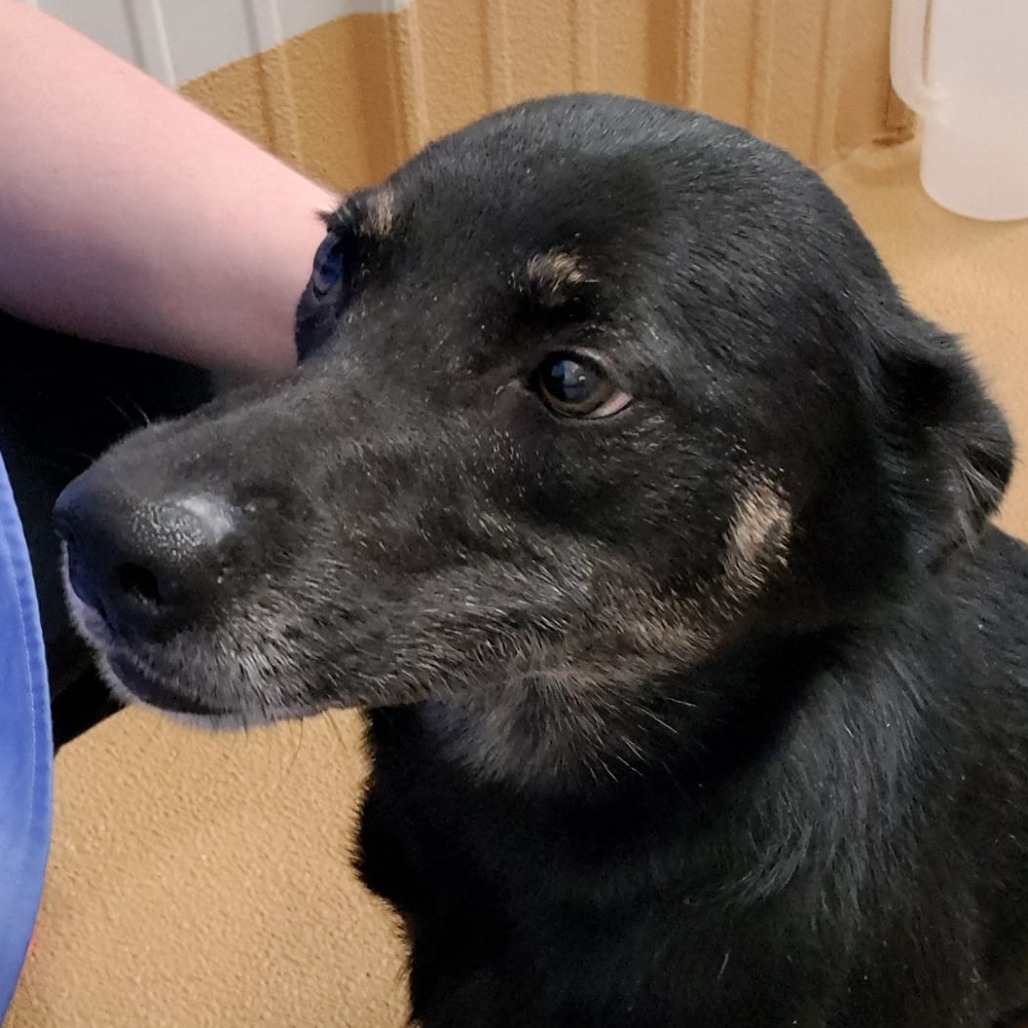 Janeway, an adoptable Mixed Breed in Buffalo, WY, 82834 | Photo Image 2