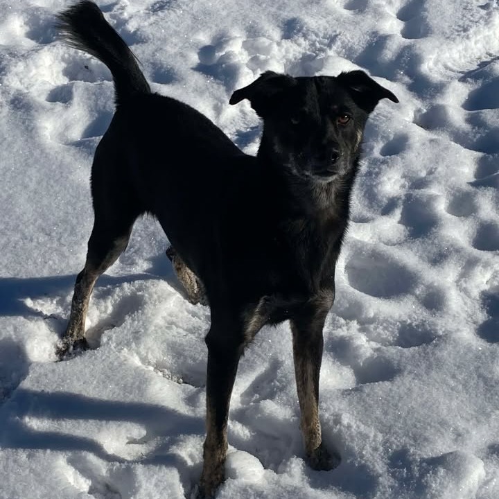 Janeway, an adoptable Mixed Breed in Buffalo, WY, 82834 | Photo Image 3