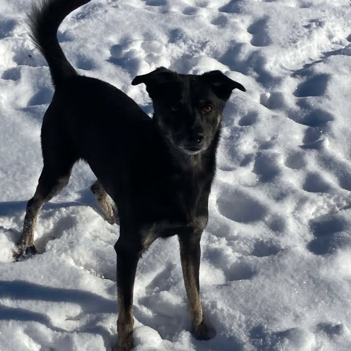 Janeway, an adoptable Mixed Breed in Buffalo, WY, 82834 | Photo Image 4