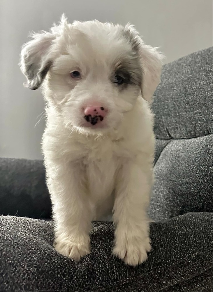 Smokey, an adoptable Aussiedoodle in Troy, IL, 62294 | Photo Image 1