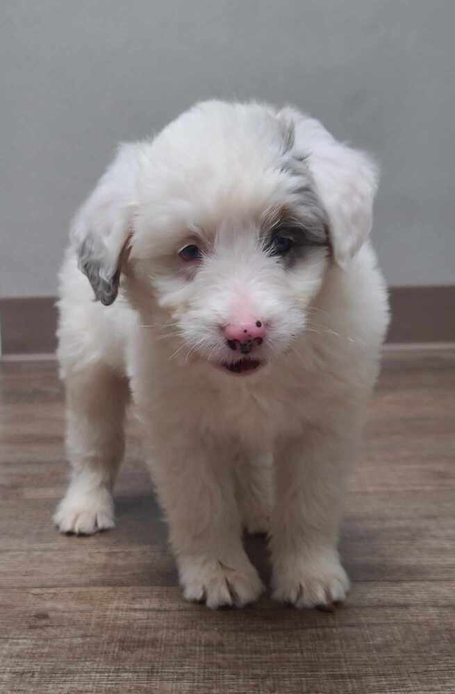 Smokey, an adoptable Aussiedoodle in Troy, IL, 62294 | Photo Image 2