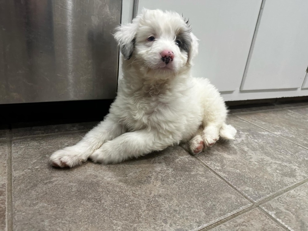 Smokey, an adoptable Aussiedoodle in Troy, IL, 62294 | Photo Image 3