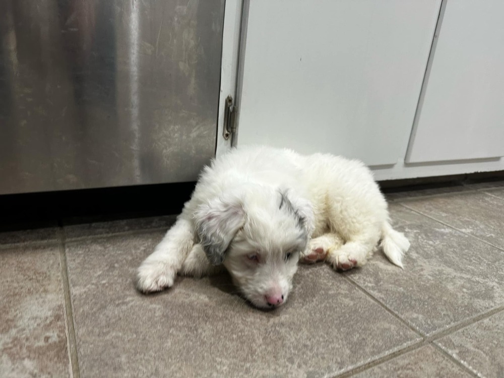 Smokey, an adoptable Aussiedoodle in Troy, IL, 62294 | Photo Image 4