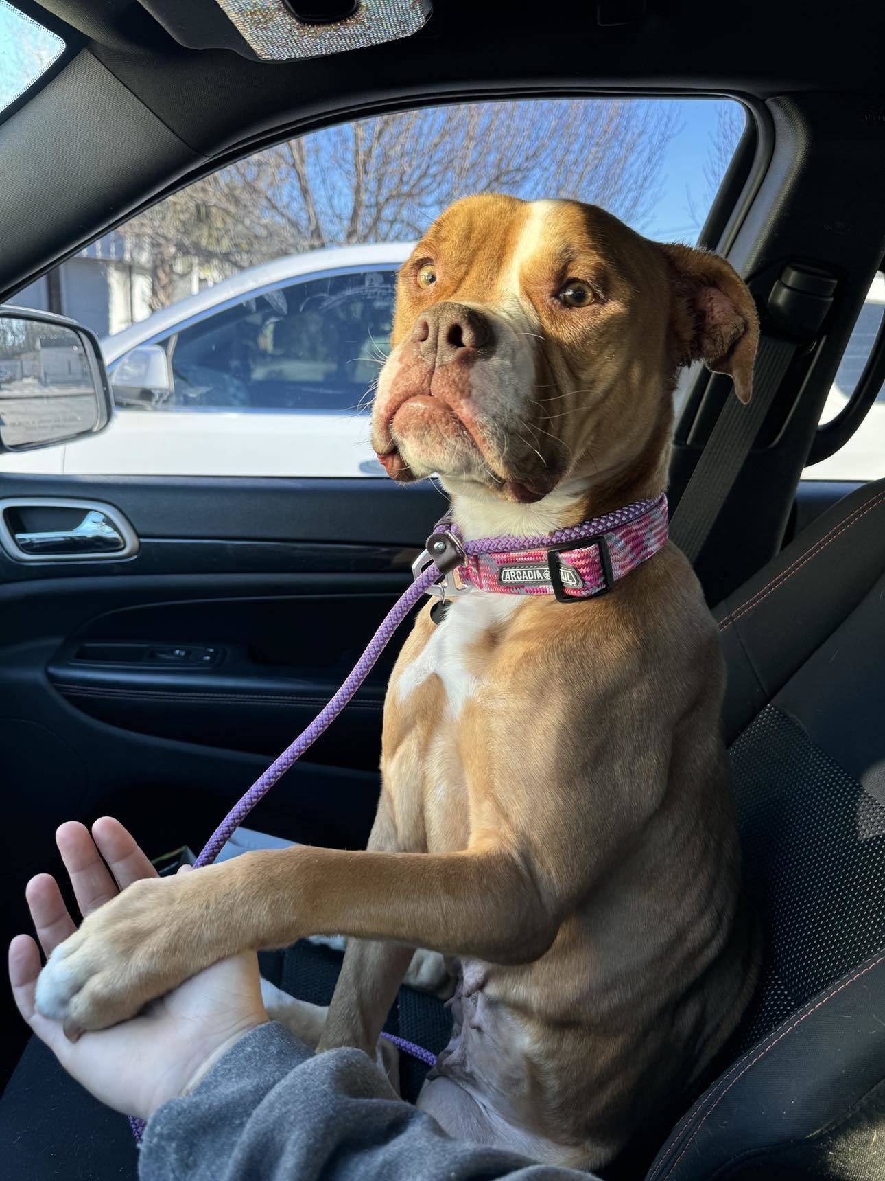 Jasmine, an adoptable Boxer, Pit Bull Terrier in Hubert, NC, 28539 | Photo Image 1