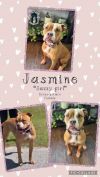 Jasmine photo 2