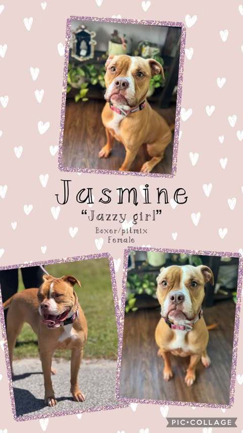 Jasmine, an adoptable Boxer, Pit Bull Terrier in Hubert, NC, 28539 | Photo Image 2