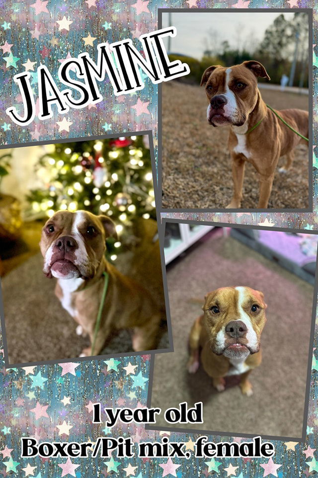 Jasmine, an adoptable Boxer, Pit Bull Terrier in Hubert, NC, 28539 | Photo Image 3