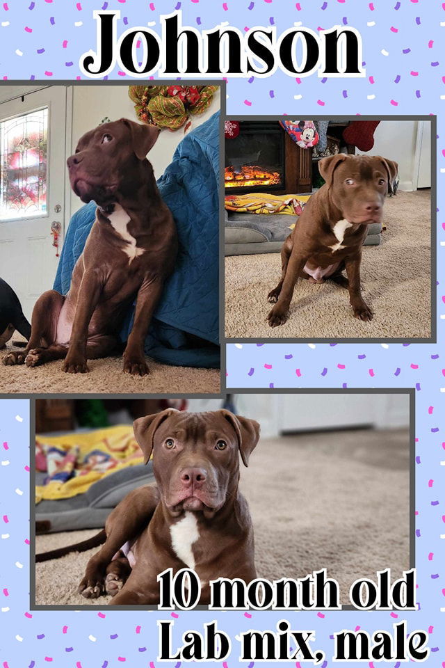 Johnson, an adoptable Labrador Retriever in Hubert, NC, 28539 | Photo Image 3