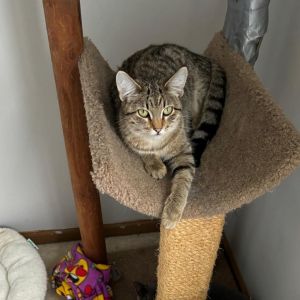 Daisy Mae, Young Female Domestic Short Hair
