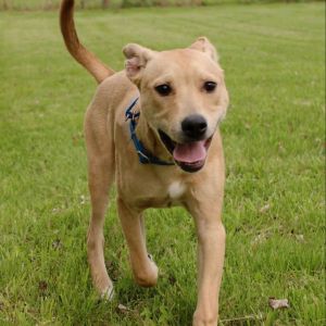 Blitzen, Young Male Mixed Breed