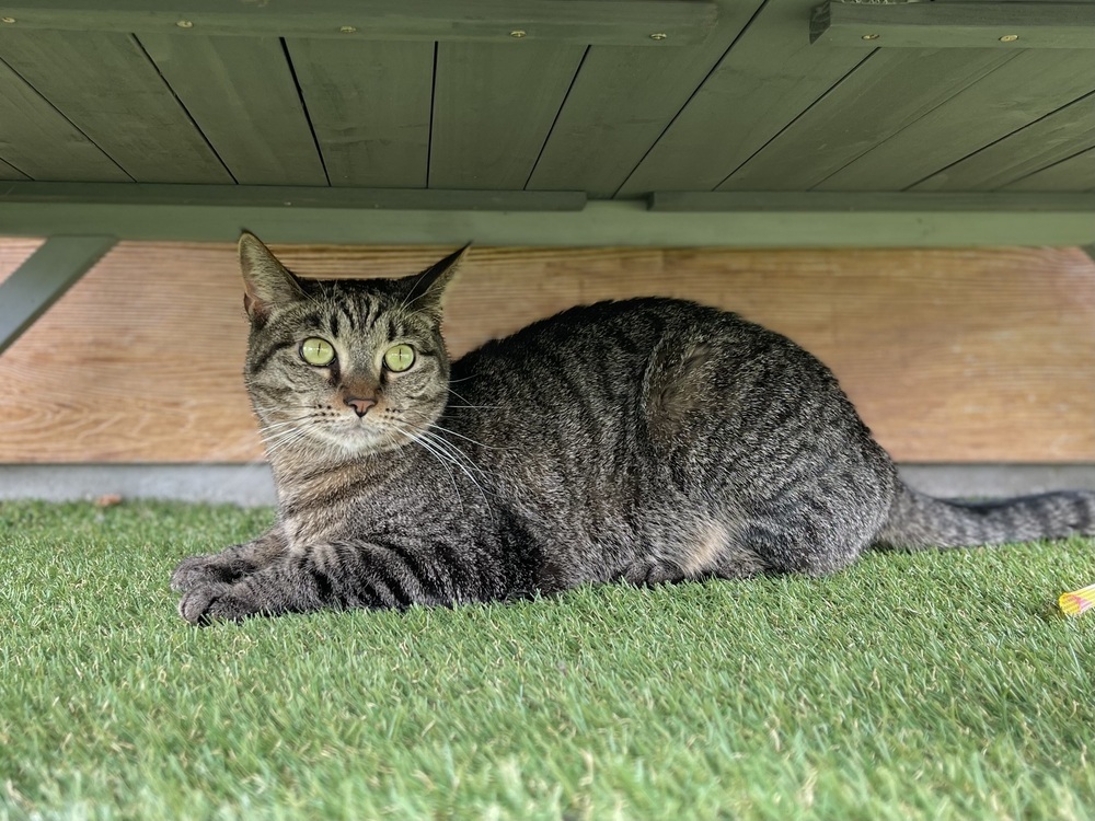 Fiona, an adoptable Domestic Short Hair in Bolivar, MO, 65613 | Photo Image 1