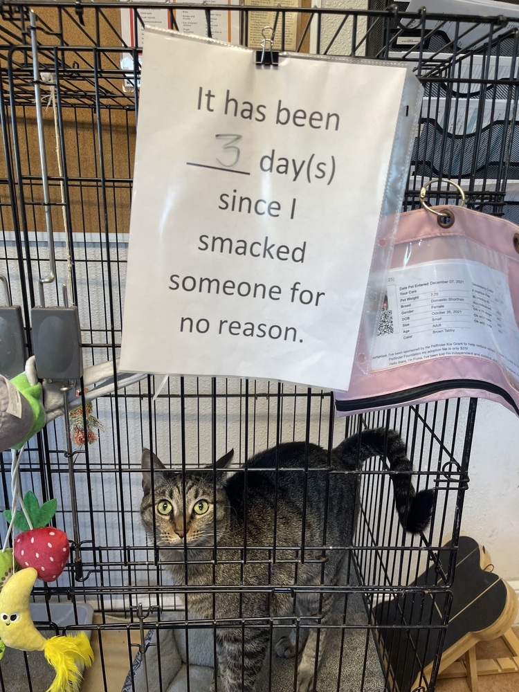 Fiona, an adoptable Domestic Short Hair in Bolivar, MO, 65613 | Photo Image 2