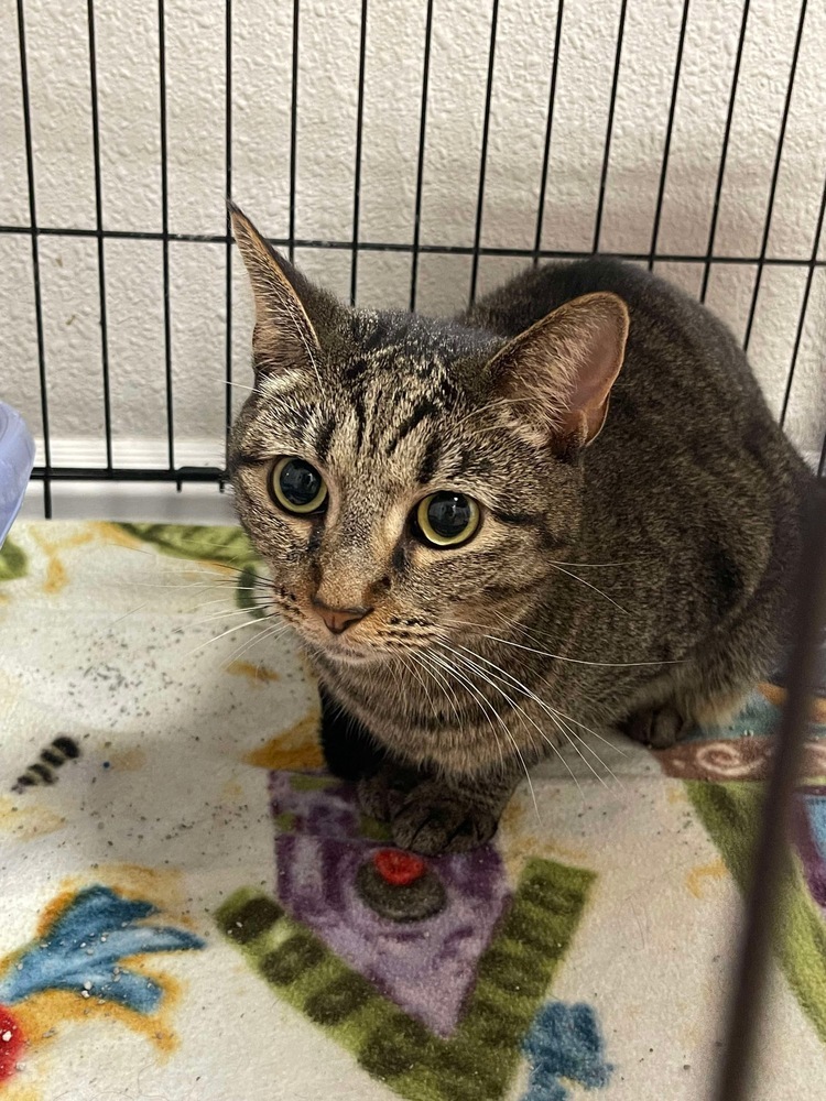 Fiona, an adoptable Domestic Short Hair in Bolivar, MO, 65613 | Photo Image 3
