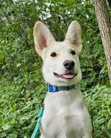 Pru, an adoptable Husky, Shepherd in Hastings, MN, 55033 | Photo Image 1